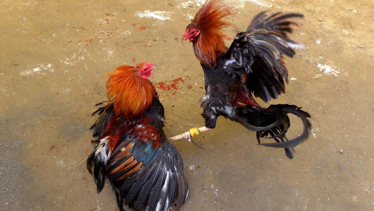 Sabung Ayam di Nusantara: Tradisi dan Kontroversinya